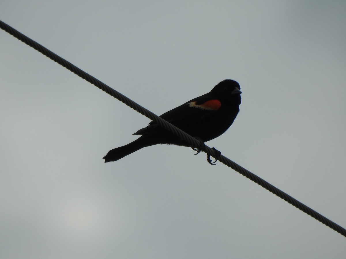 Red-winged Blackbird - ML619737700