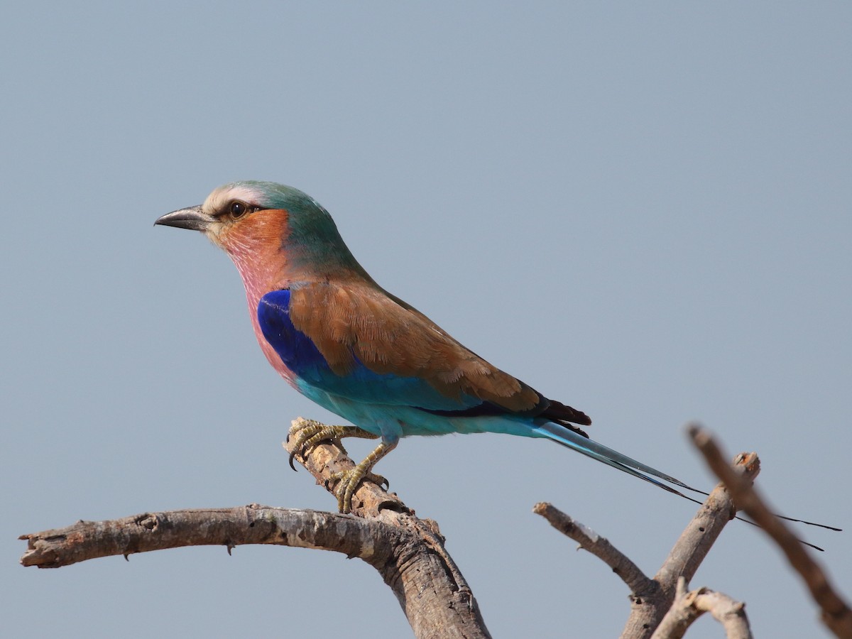 Lilac-breasted Roller - ML619737841
