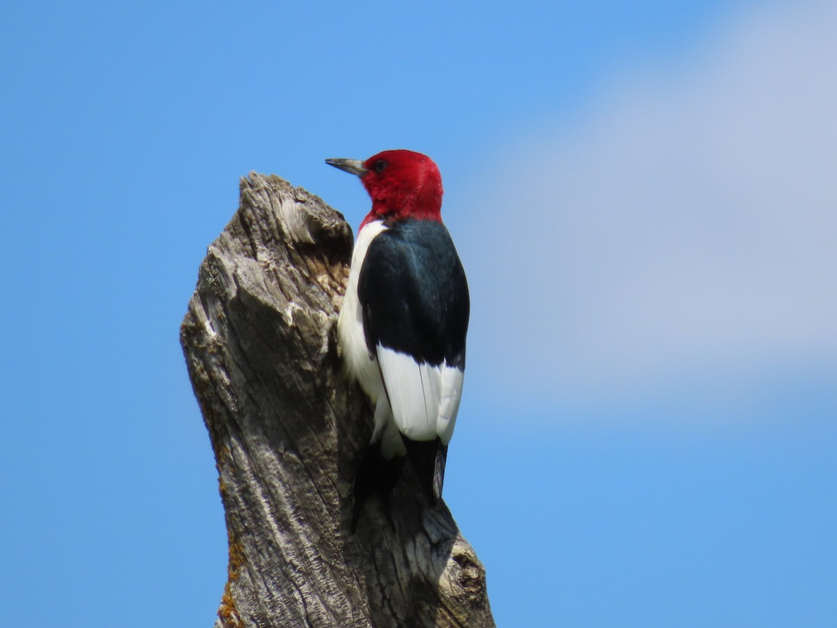 Red-headed Woodpecker - ML619737847