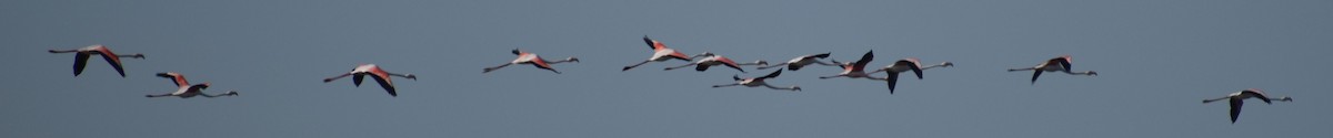 Greater Flamingo - ML619737907