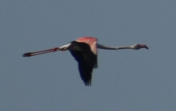 Greater Flamingo - ML619737908