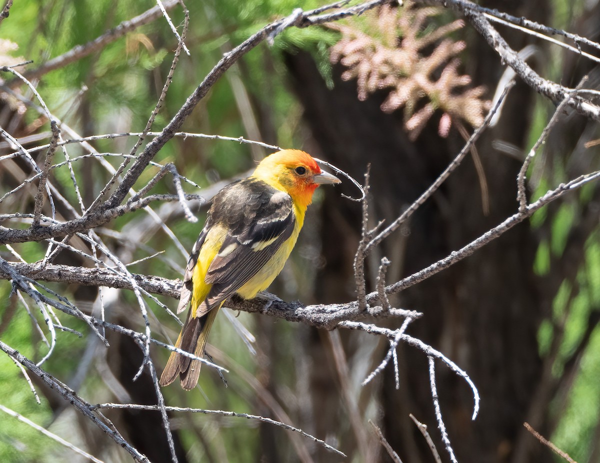 Western Tanager - ML619737913