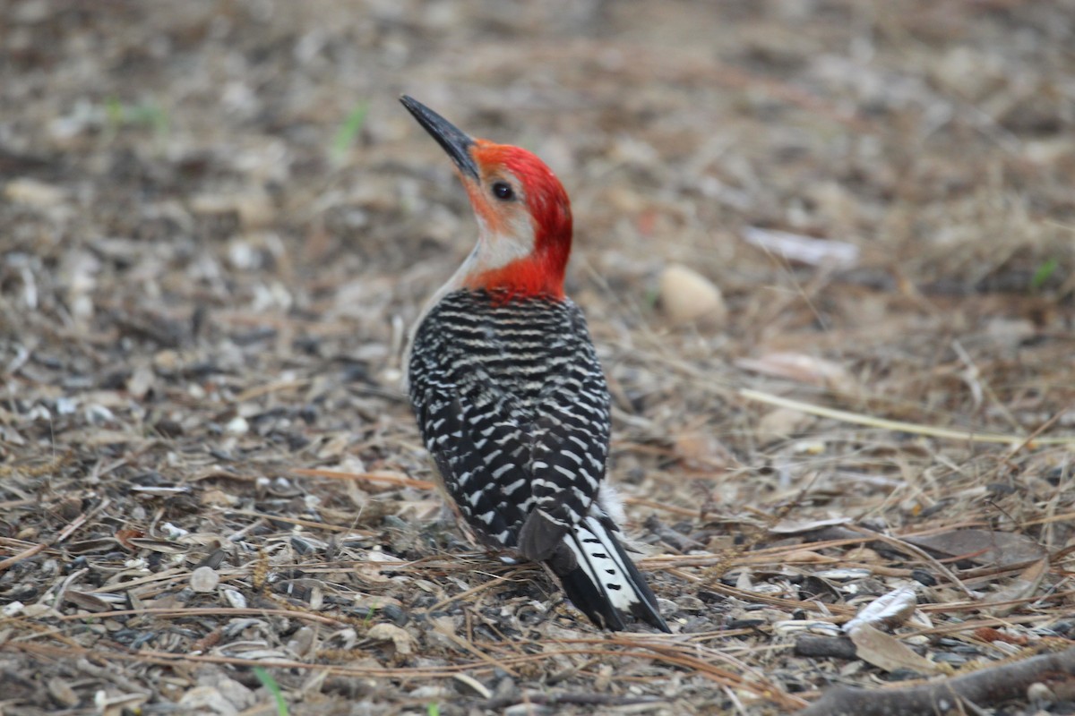 Red-bellied Woodpecker - ML619737948