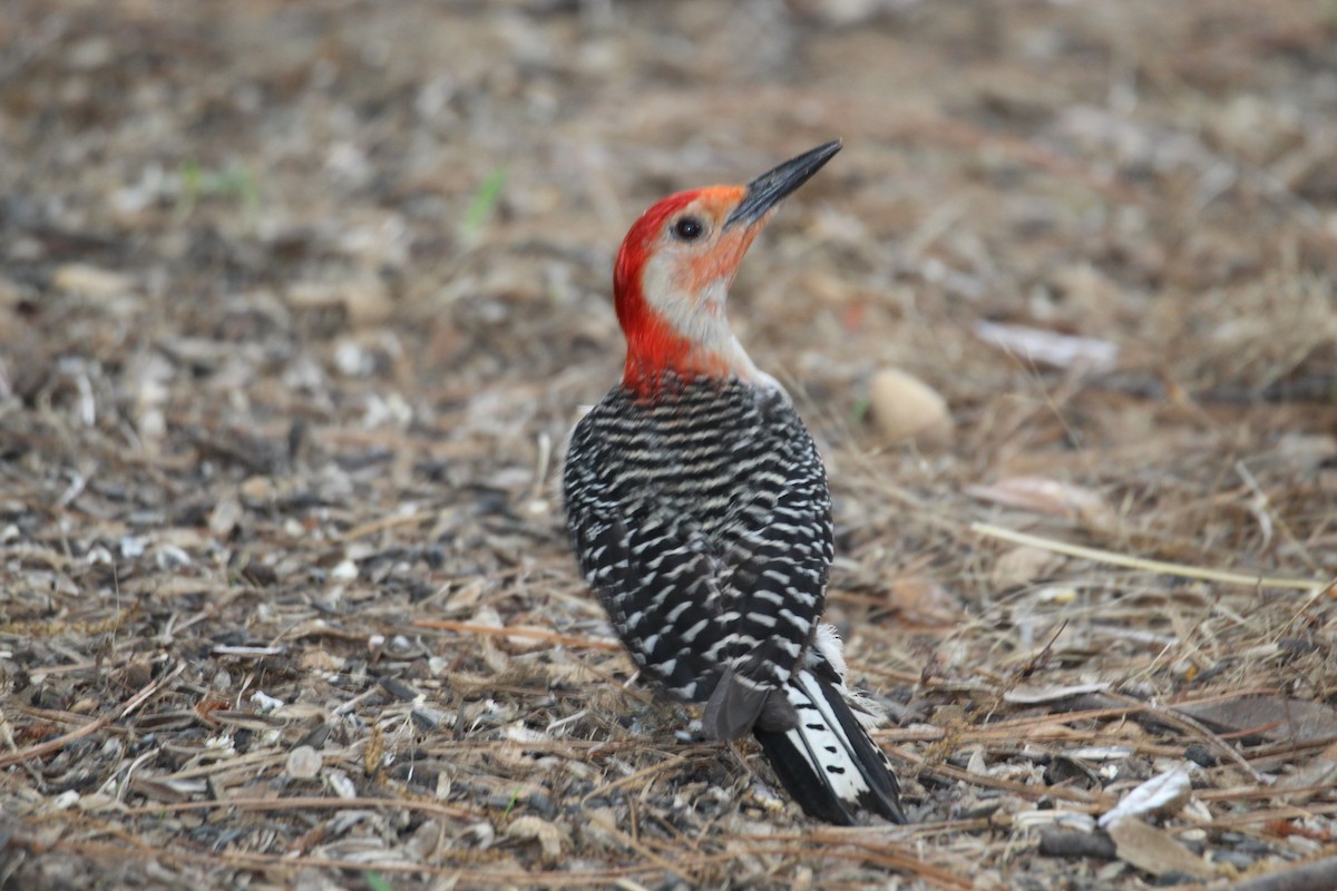 Red-bellied Woodpecker - ML619737949