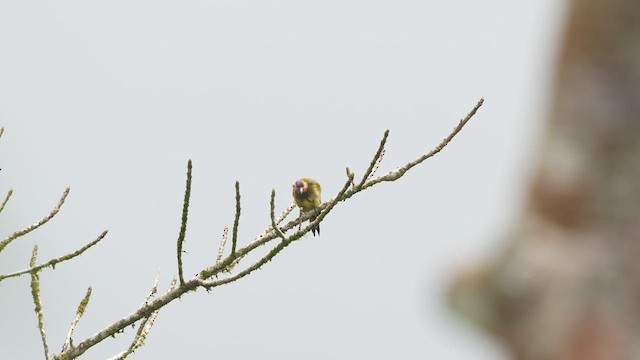 Golden-olive Woodpecker - ML619737967