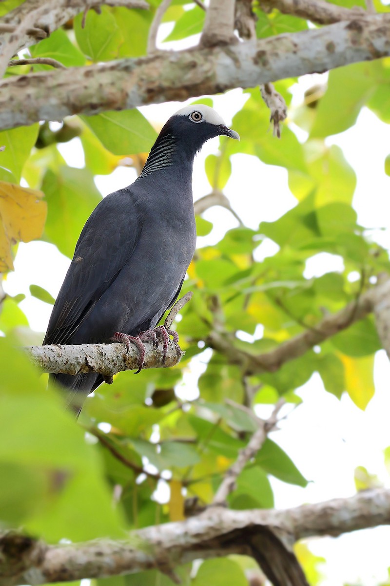 White-crowned Pigeon - ML619738000