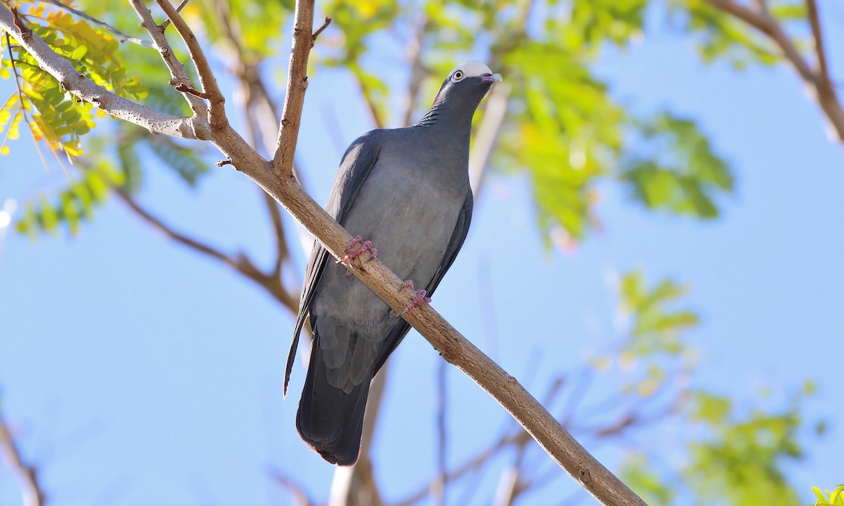 White-crowned Pigeon - ML619738001