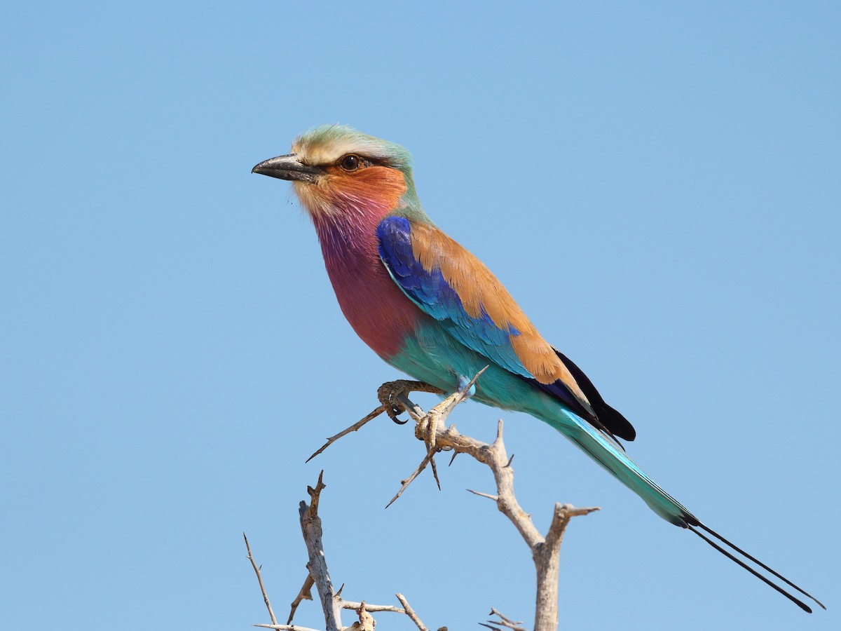 Lilac-breasted Roller - ML619738019