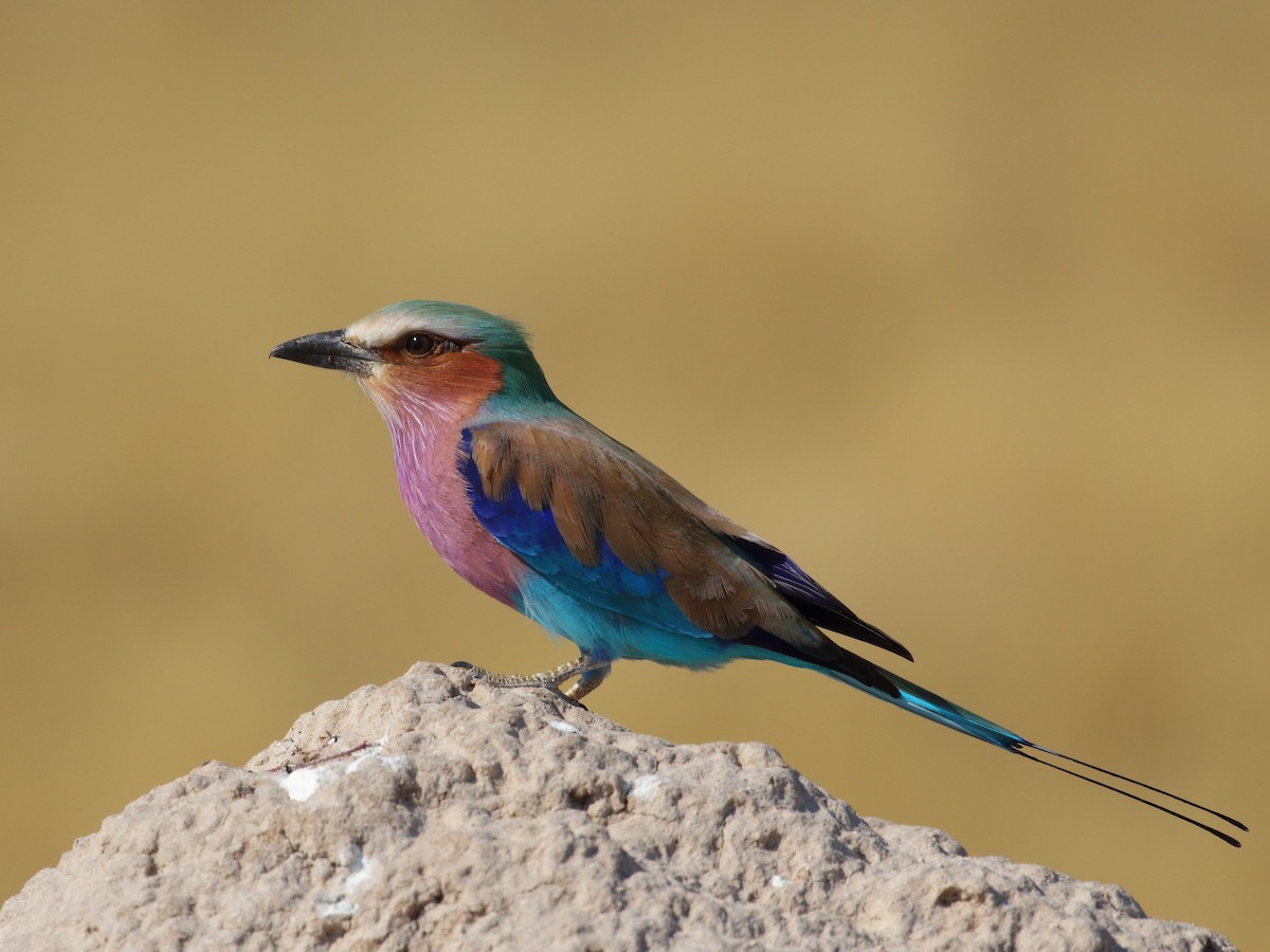 Lilac-breasted Roller - ML619738027