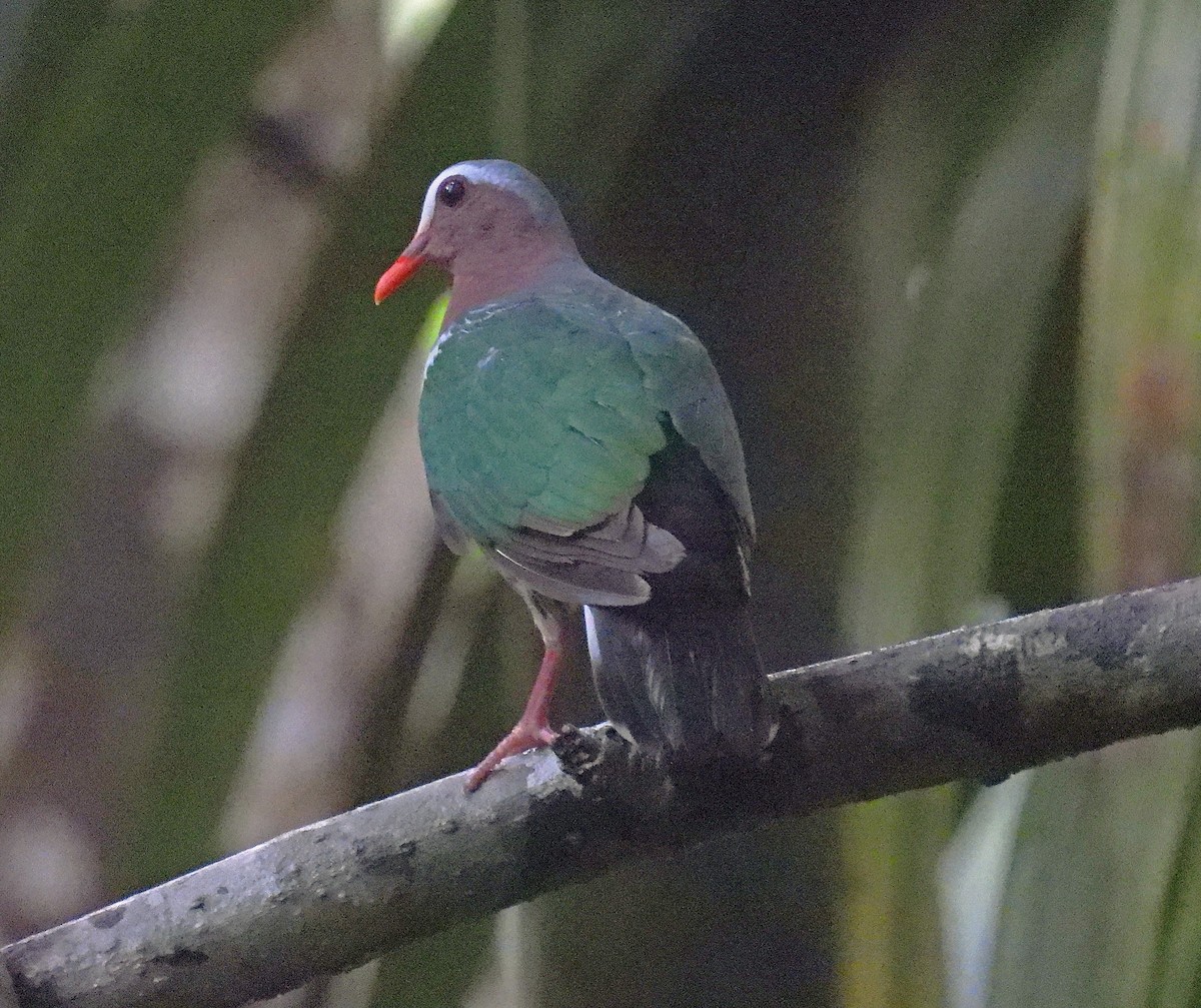holub zelenokřídlý - ML619738033