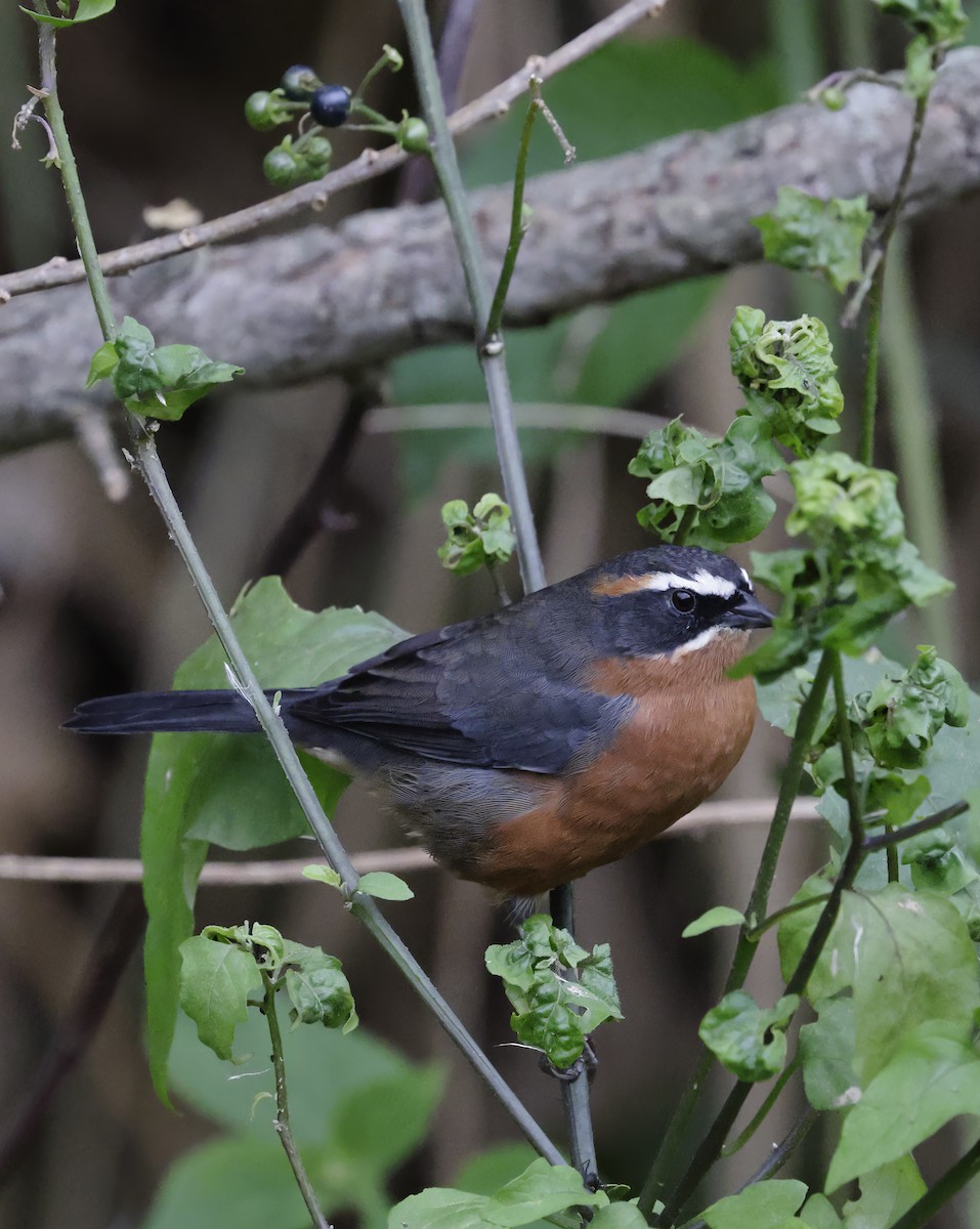 Black-and-rufous Warbling Finch - ML619738039