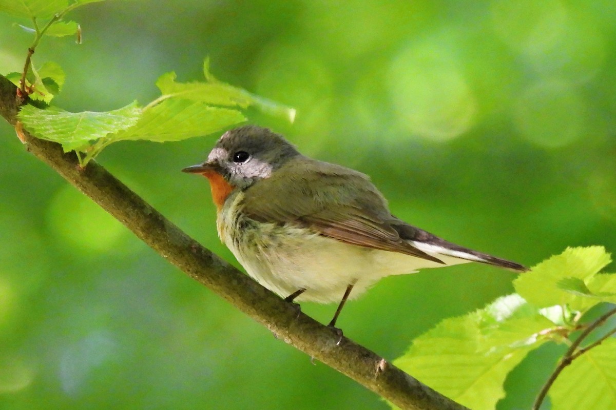 Red-breasted Flycatcher - ML619738076