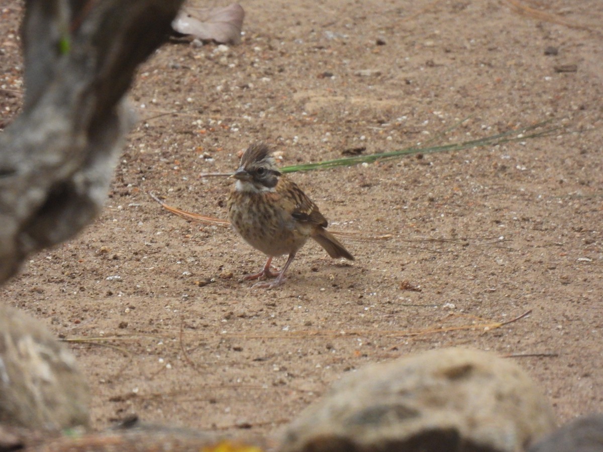 Rufous-collared Sparrow - ML619738115