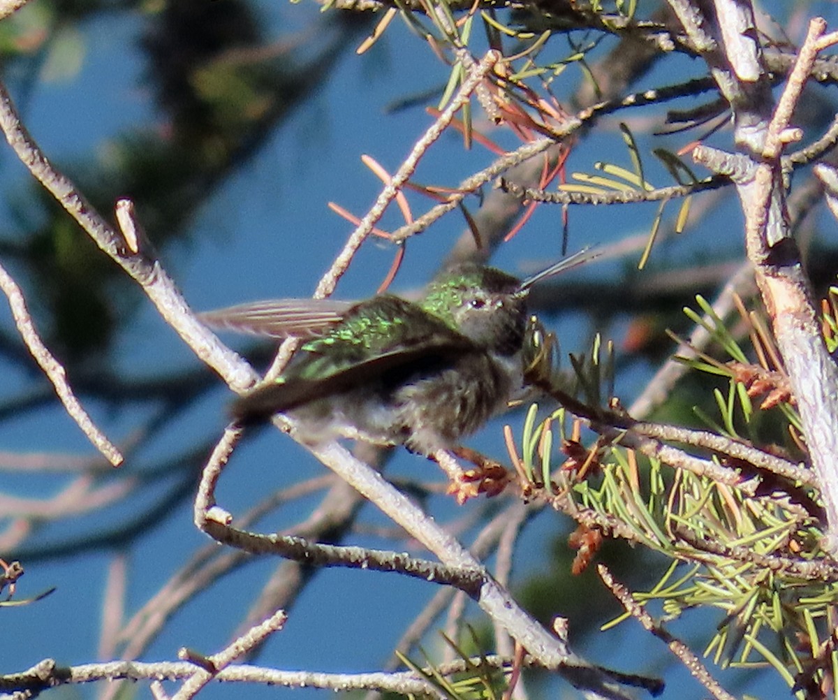 Broad-tailed Hummingbird - ML619738170
