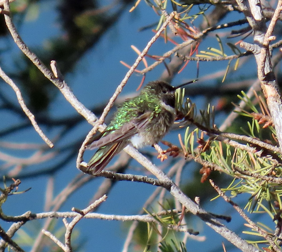 Broad-tailed Hummingbird - ML619738171