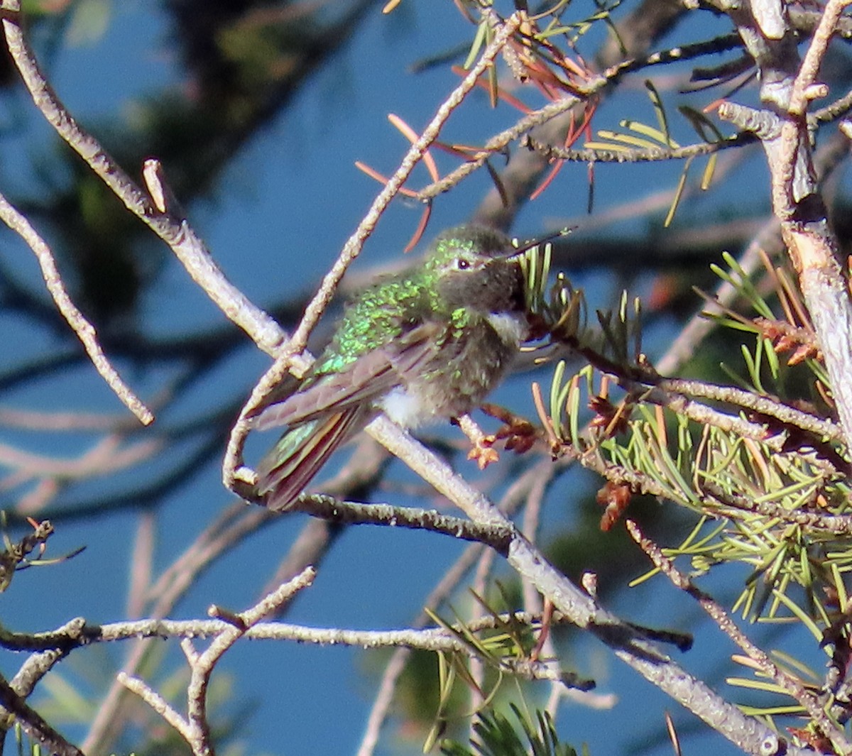Broad-tailed Hummingbird - ML619738172
