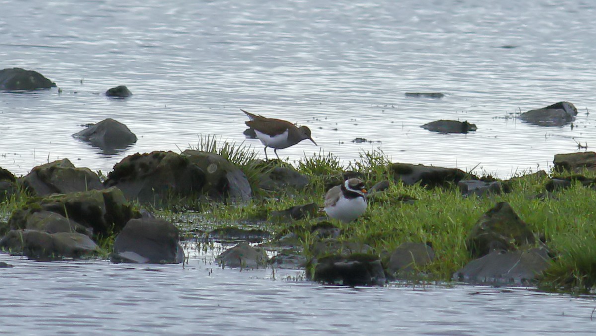 Common Ringed Plover - ML619738176