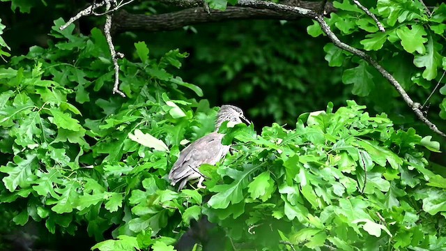 Black-crowned Night Heron - ML619738179