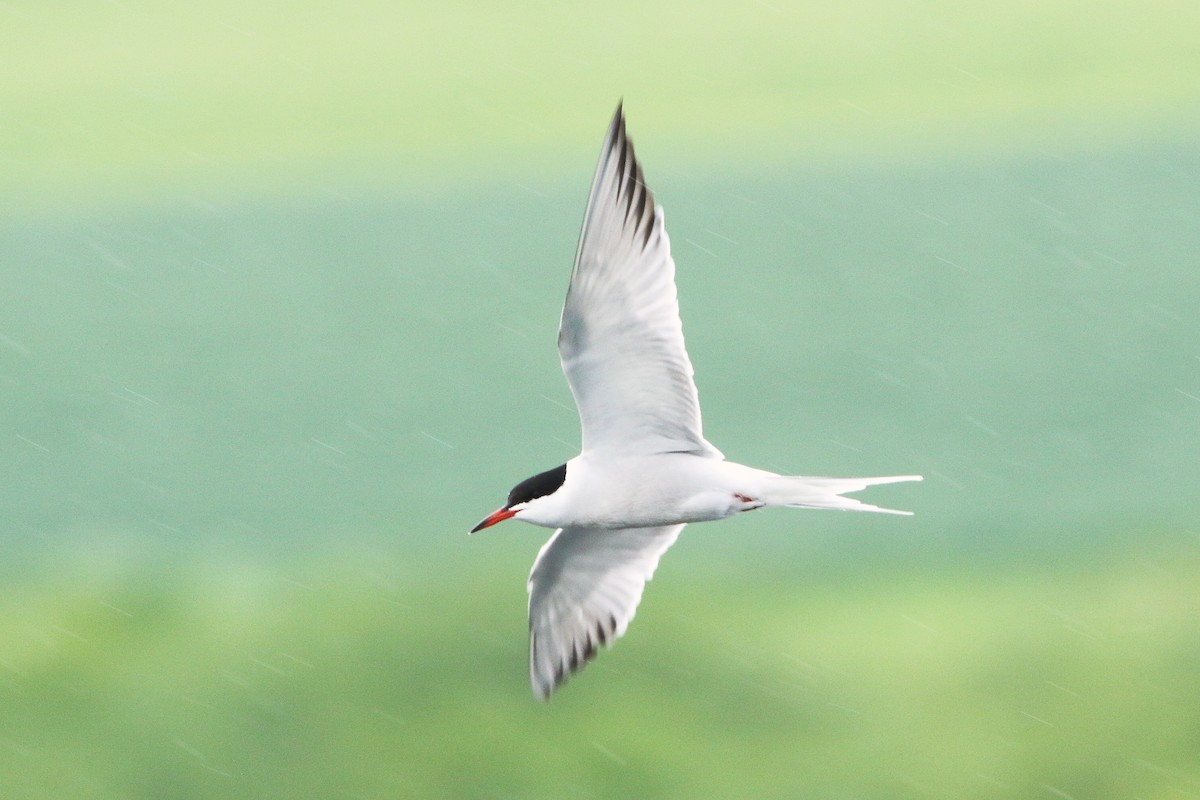 Common Tern - ML619738187