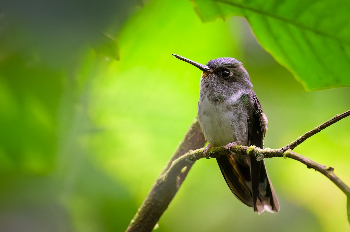 kolibřík ekvádorský - ML619738218