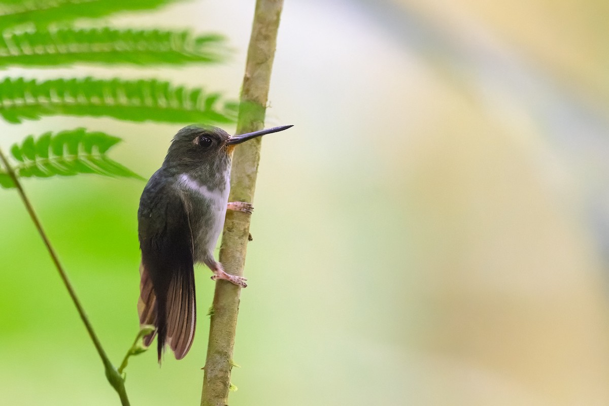 kolibřík ekvádorský - ML619738219