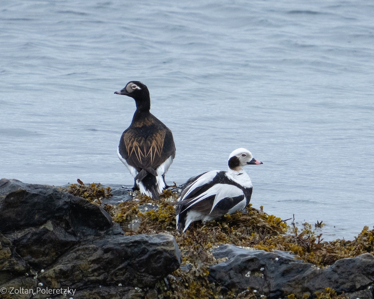 Long-tailed Duck - ML619738251