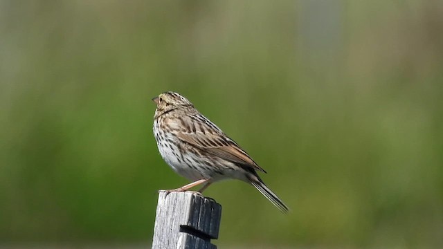 Savannah Sparrow - ML619738293