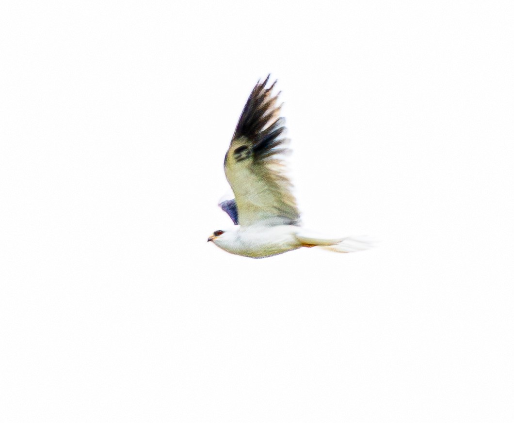 White-tailed Kite - ML619738334