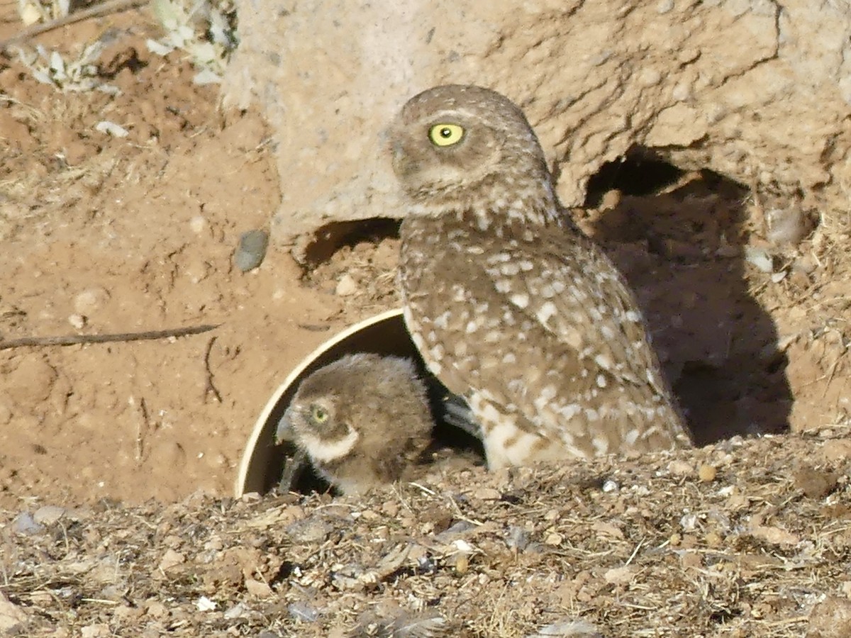 Burrowing Owl - ML619738446