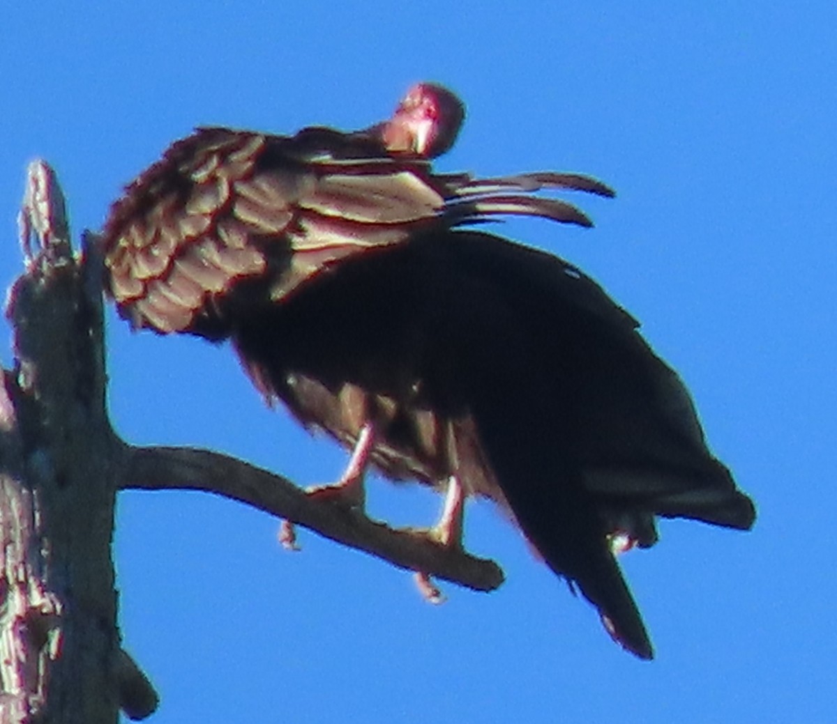 Turkey Vulture - ML619738498