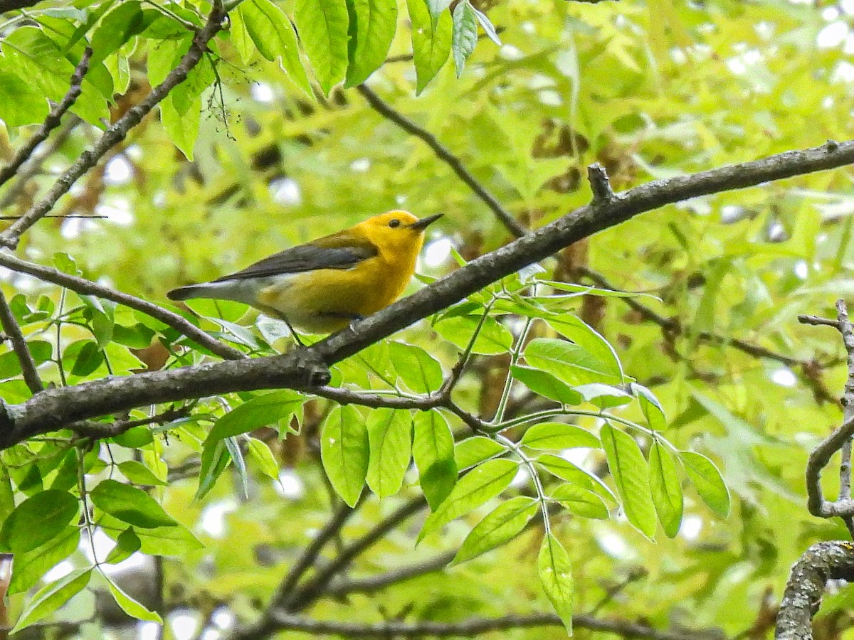 Prothonotary Warbler - ML619738504