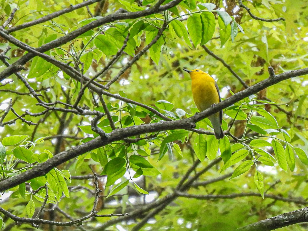 Prothonotary Warbler - ML619738505