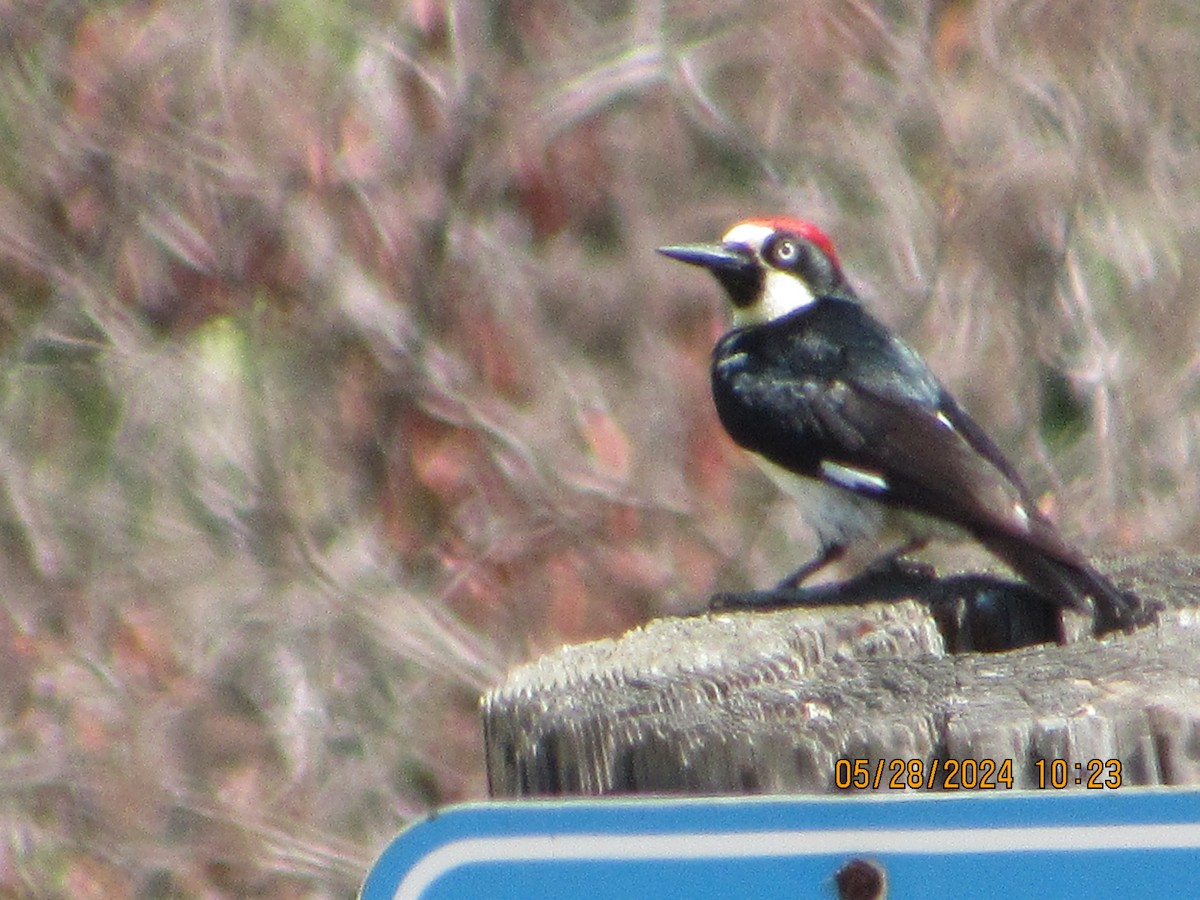 Acorn Woodpecker - ML619738545