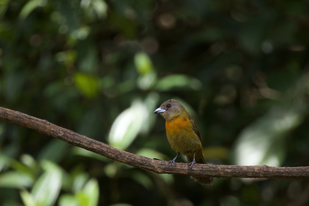 Scarlet-rumped Tanager - ML619738550