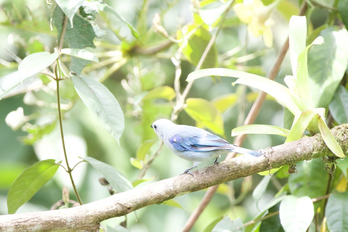 Blue-gray Tanager - ML619738583
