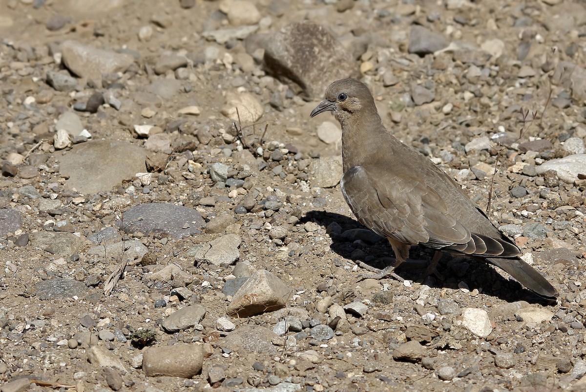 Black-winged Ground Dove - ML619738597