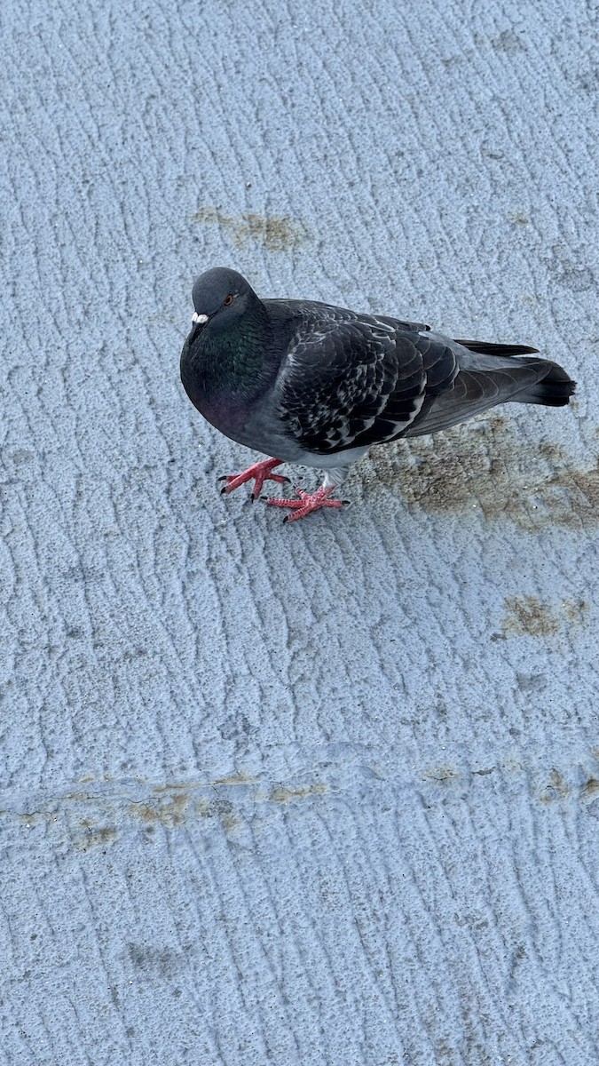 Rock Pigeon (Feral Pigeon) - ML619738699