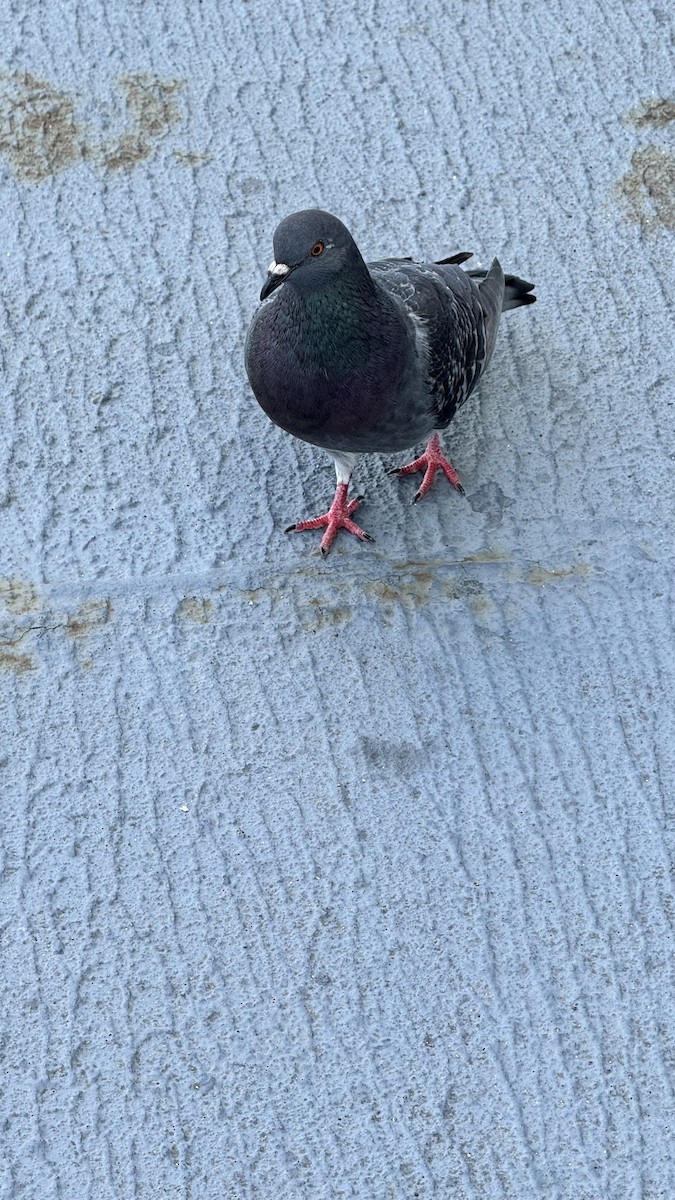Rock Pigeon (Feral Pigeon) - ML619738700