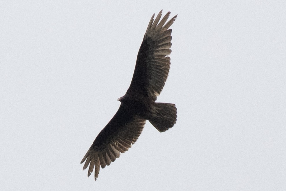 Turkey Vulture - ML619738703