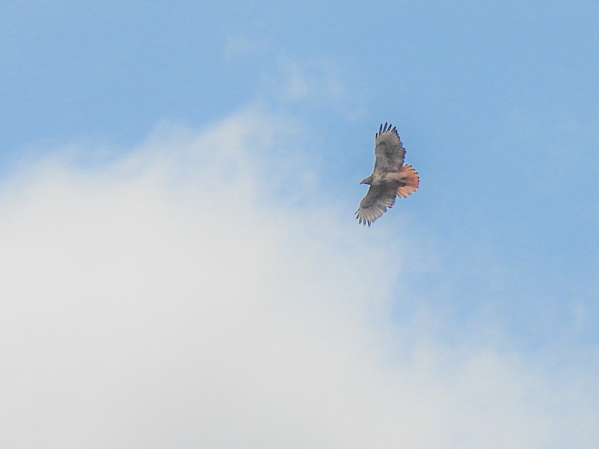 Red-tailed Hawk - ML619738738
