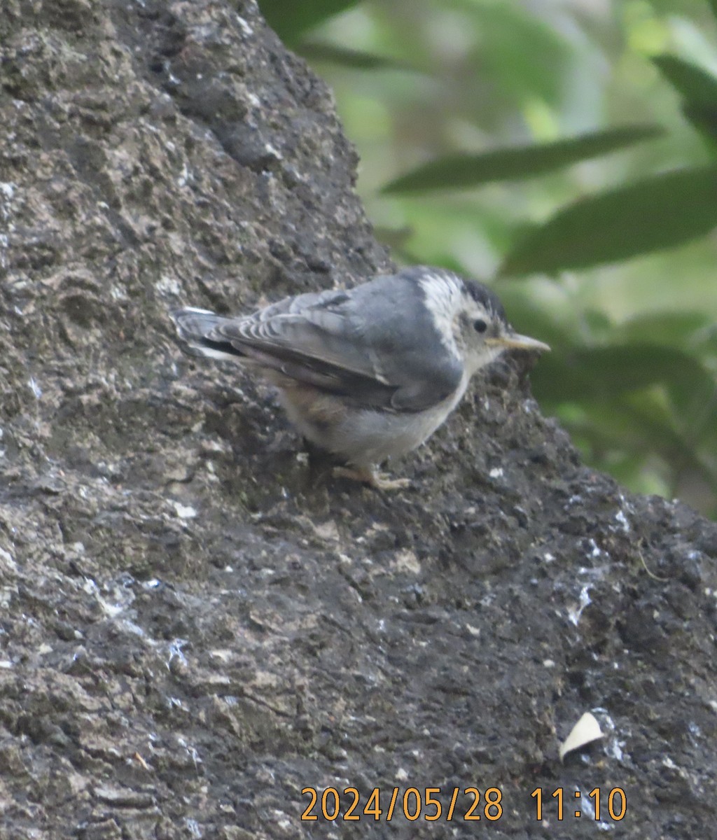 White-breasted Nuthatch - ML619738757