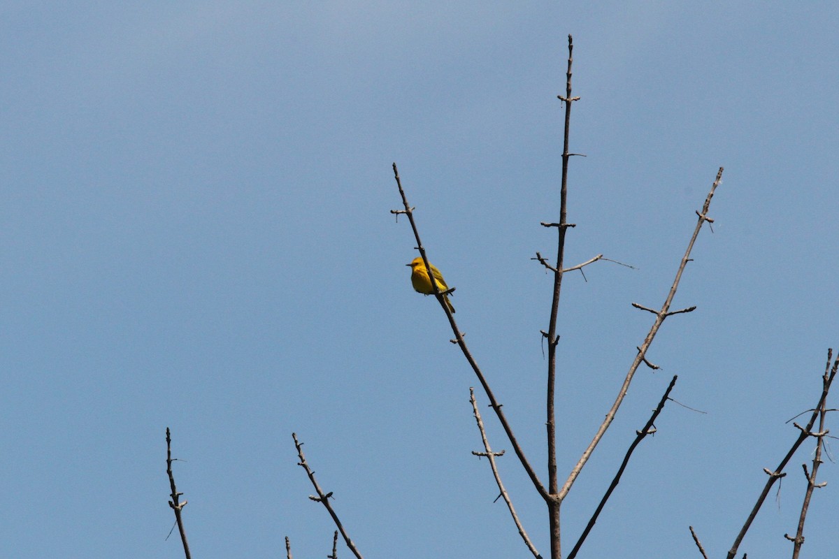 Yellow Warbler - ML619738765