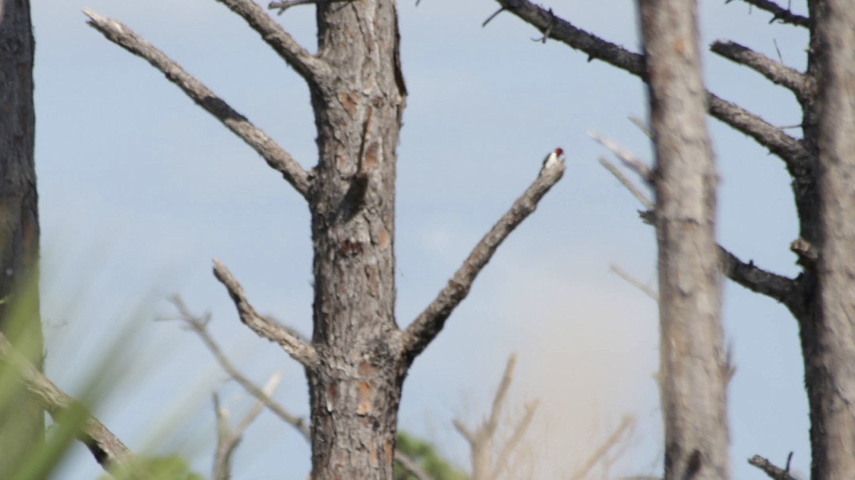 Red-headed Woodpecker - ML619738782