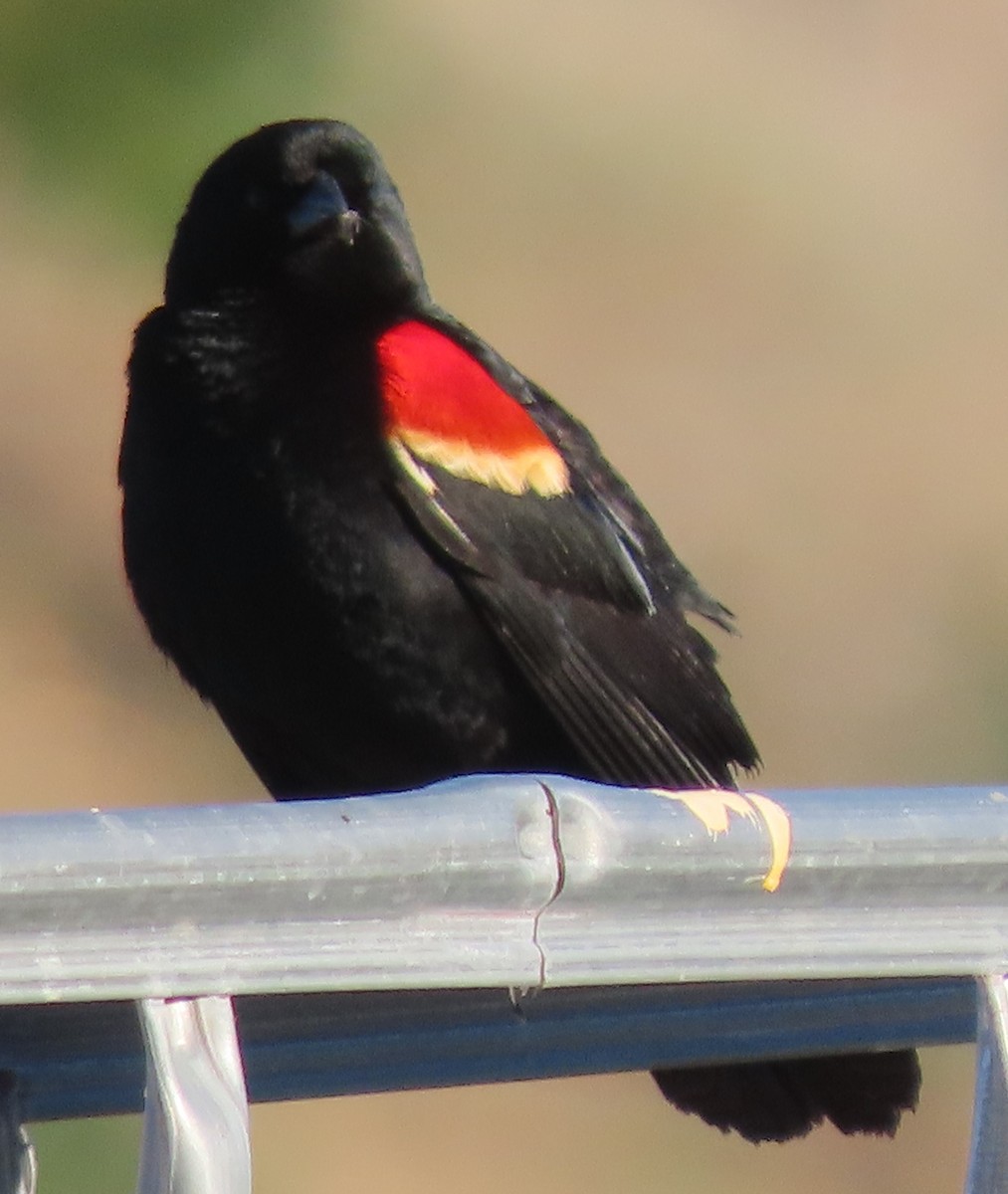 Red-winged Blackbird - ML619738787