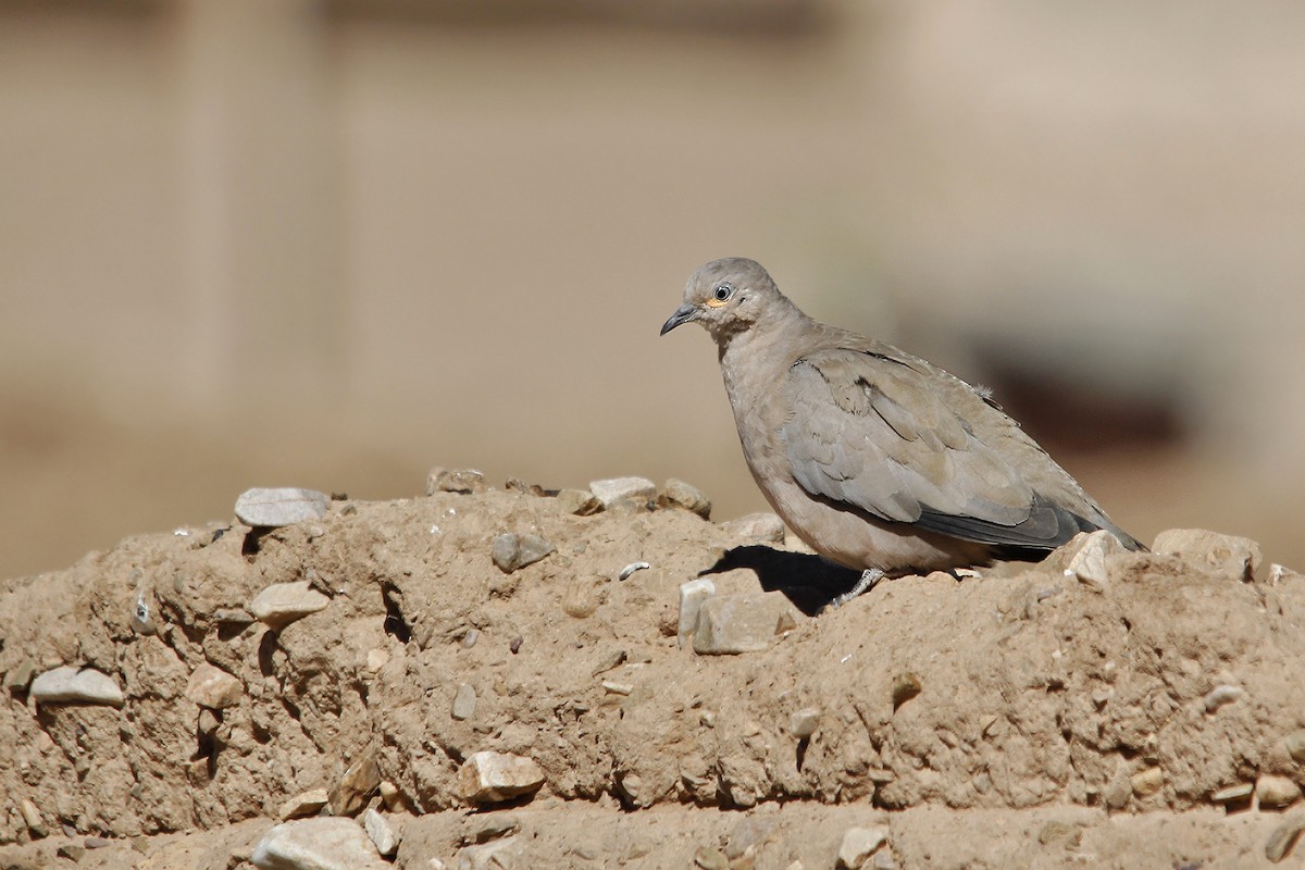 Black-winged Ground Dove - ML619738794