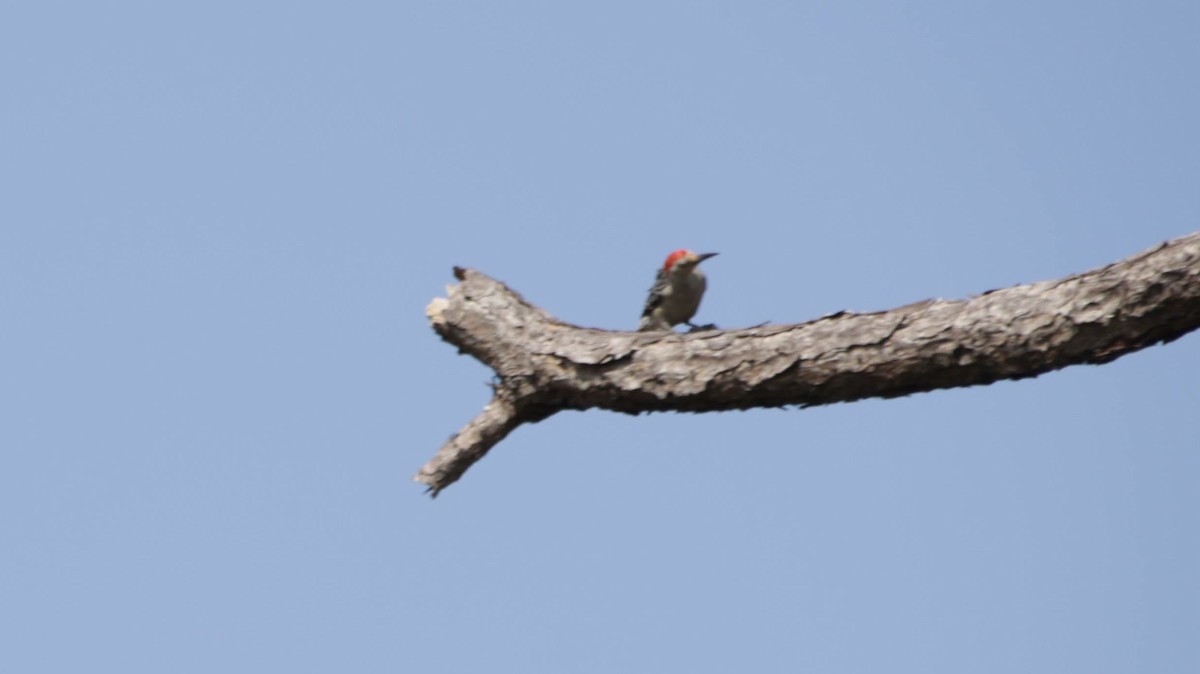 Red-bellied Woodpecker - ML619738825
