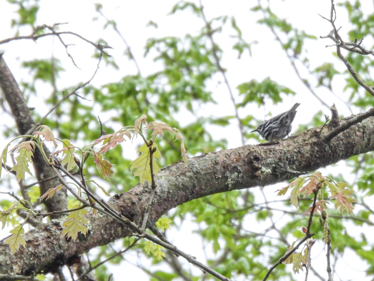 Black-and-white Warbler - ML619738847