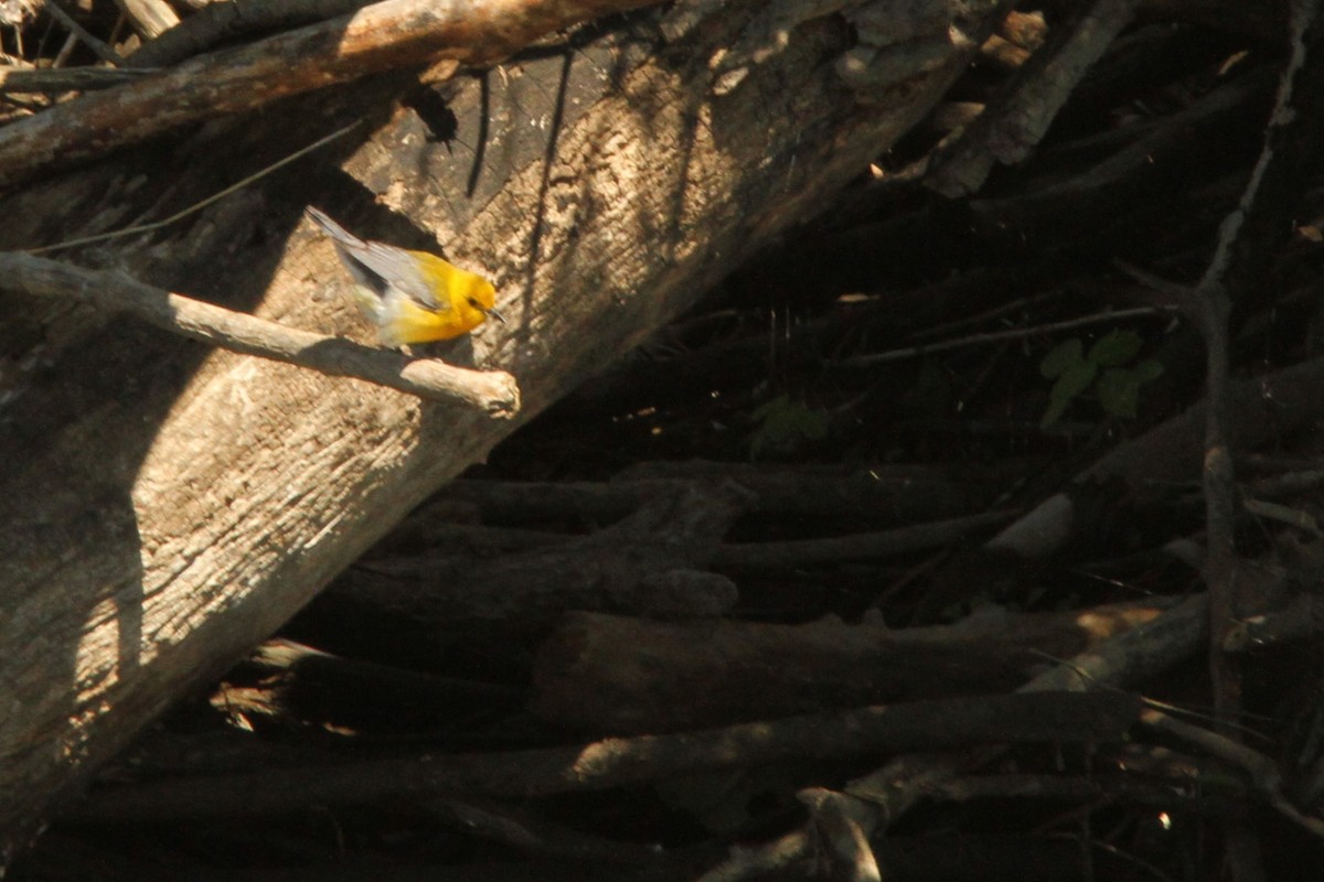Prothonotary Warbler - ML619738849