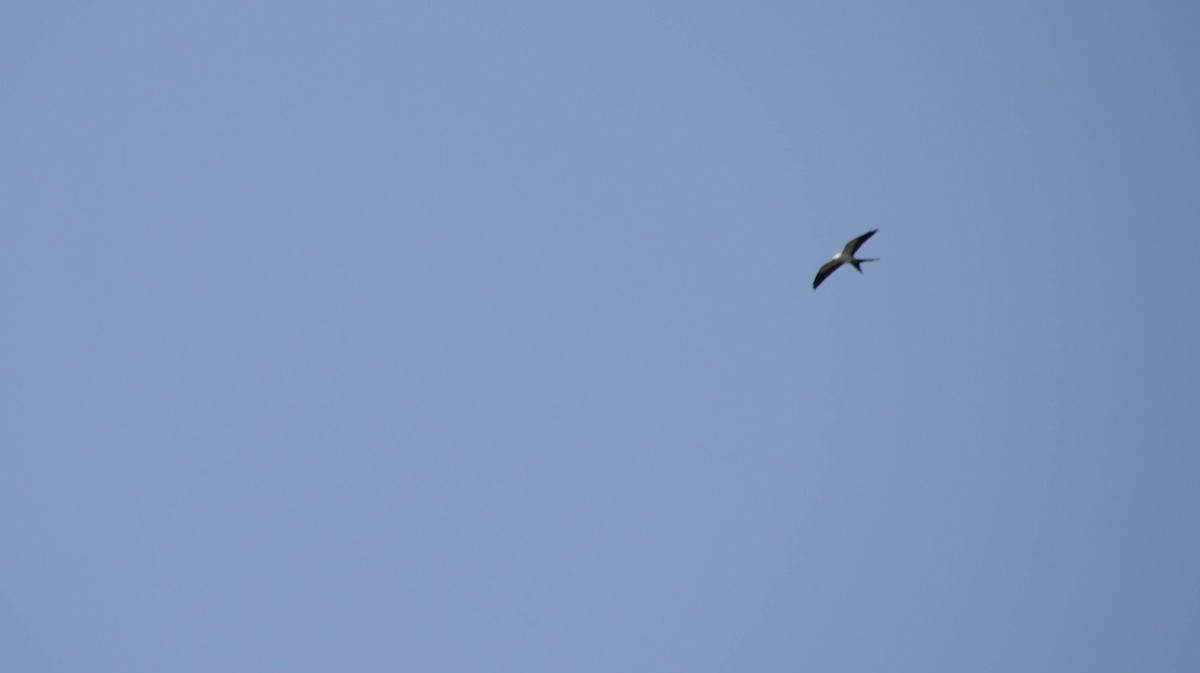 Swallow-tailed Kite - ML619738860