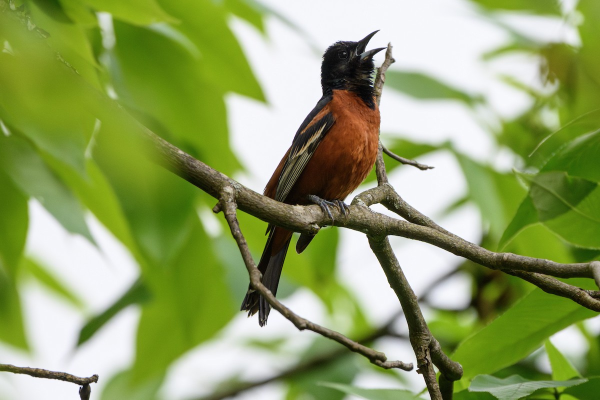 Orchard Oriole - ML619738871